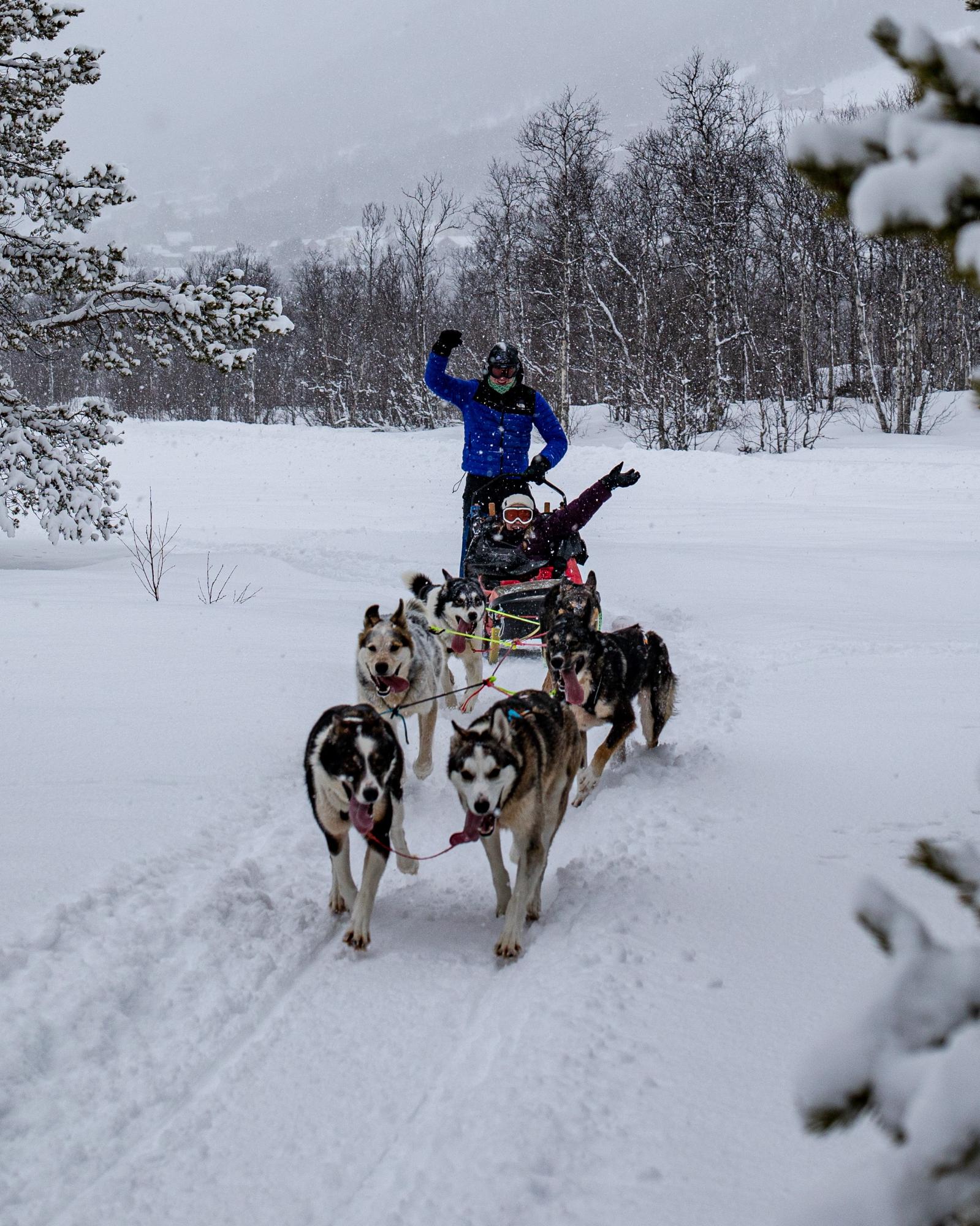HUNDEKJØRING SMAKEBIT