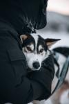 Geilo Husky Extra