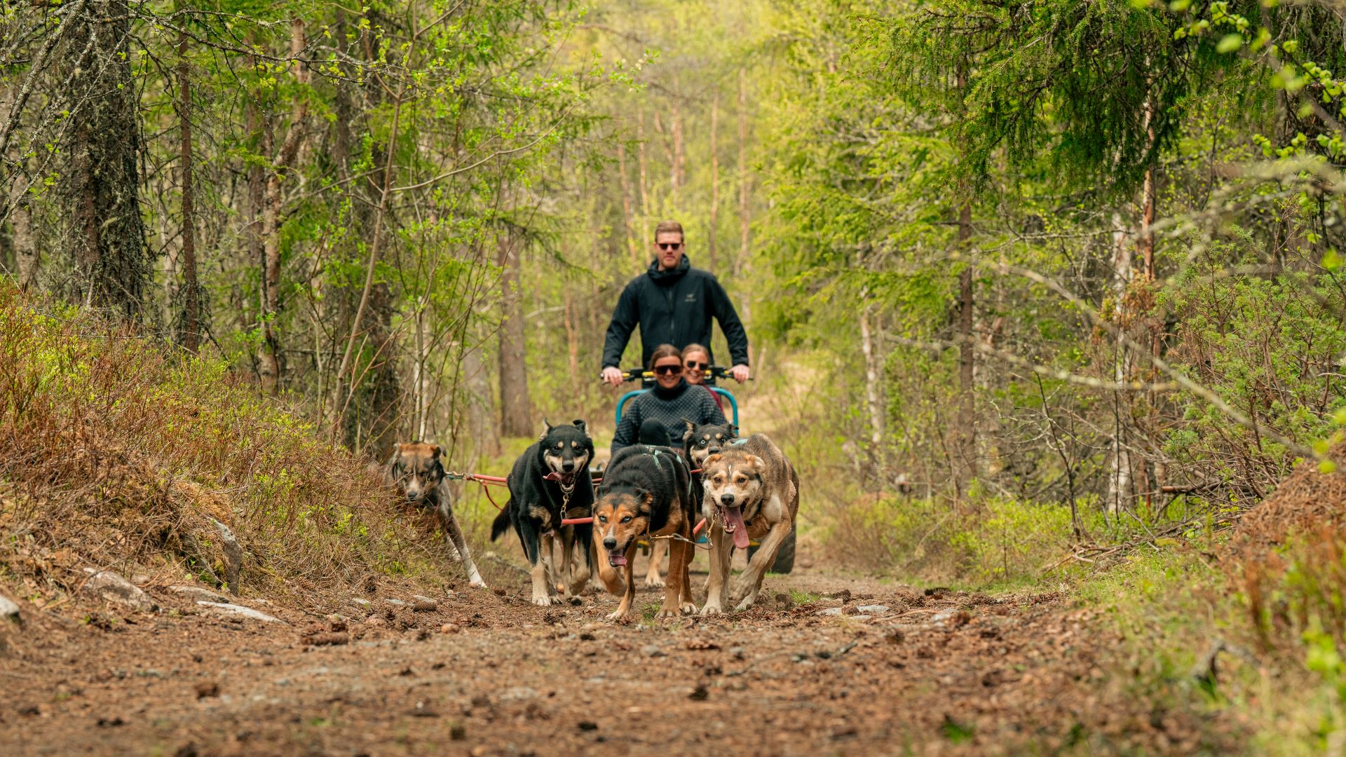 Hundekjøring på hjul